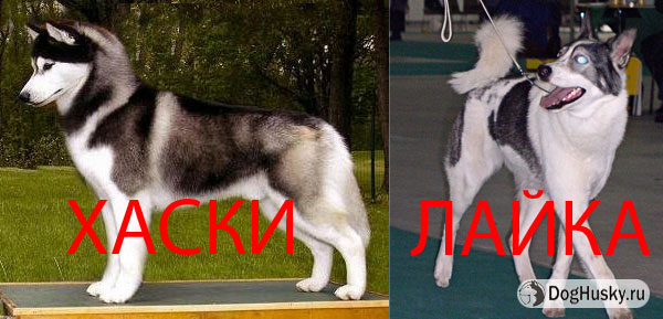 Husky_vs_Laika_1_1.jpg
