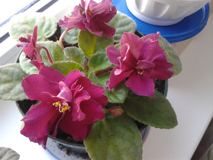 20131224_154523_.jpg