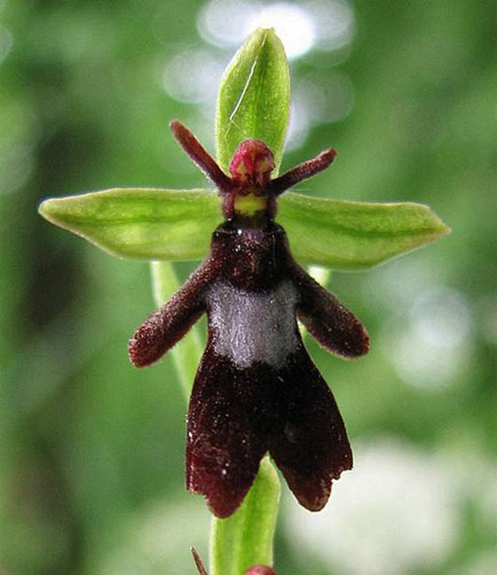ophrys-insectifera.jpg