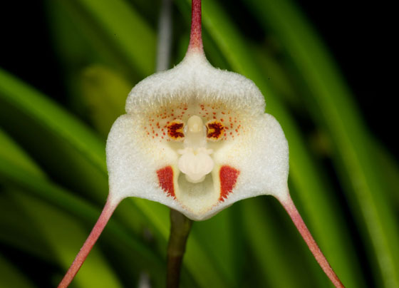 orchid3.jpg