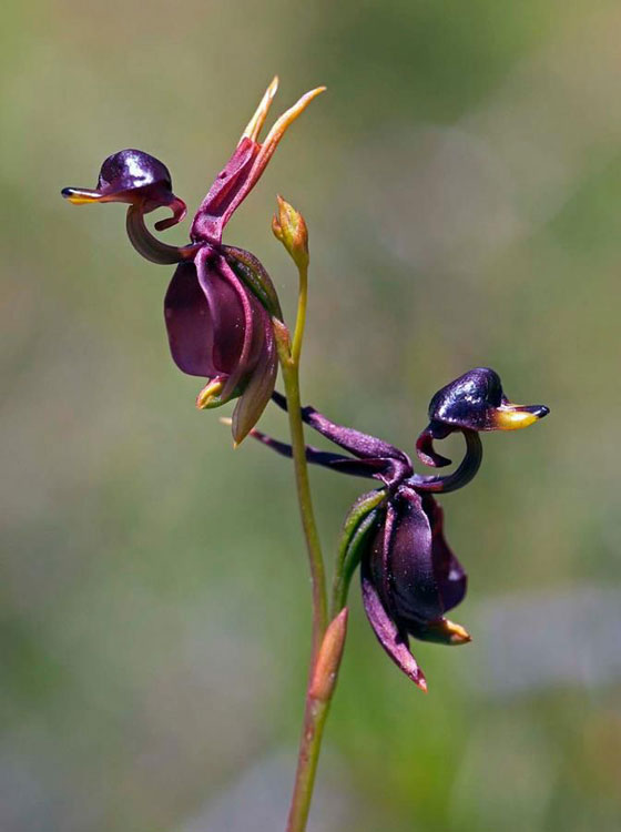 orchid4.jpg