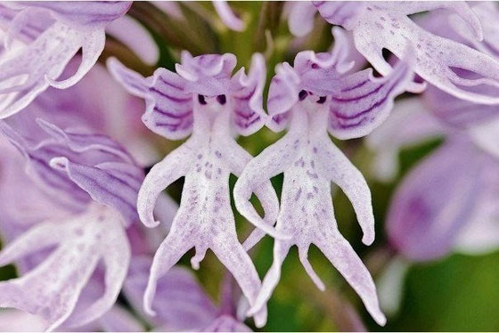 orchid6.jpg