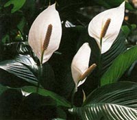 spathiphyllum-003.jpg