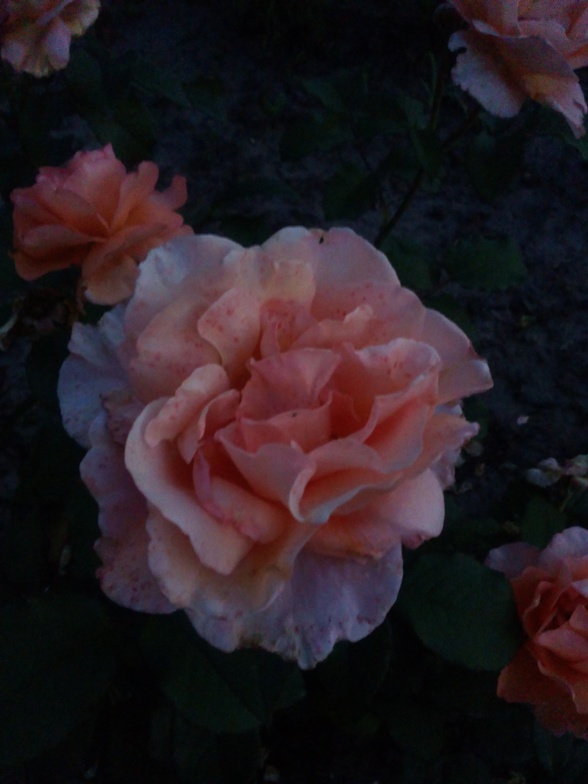 Роза 4.jpg