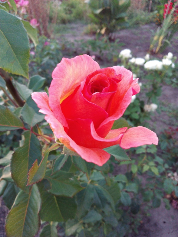 Роза 3.jpg