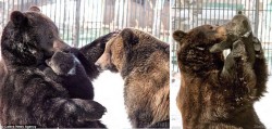 bears.jpg